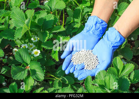 Il contadino le mani nei guanti di gomma dare fertilizzante chimico a giovani cespugli di fragole durante il loro periodo di fioritura in giardino Foto Stock