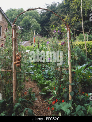 Willow arch conduce in un orto Foto Stock