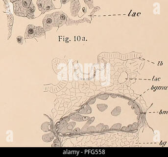 . Das Urogenitalsystem von Ampullaria gigas Spix. Gastropoda; molluschi. mmH-Lm. Fig. 13 (SaehwatMii.). Si prega di notare che queste immagini vengono estratte dalla pagina sottoposta a scansione di immagini che possono essere state migliorate digitalmente per la leggibilità - Colorazione e aspetto di queste illustrazioni potrebbero non perfettamente assomigliano al lavoro originale. Sachwatkin, Viktor. Stoccolma : Alb. Bonniers Foto Stock