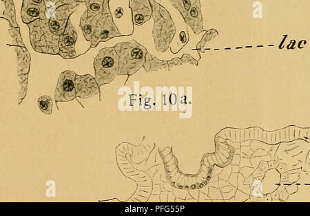 . Das Urogenitalsystem von Ampullaria gigas Spix. Gastropoda; molluschi. ,1/r Fig. 1.. Si prega di notare che queste immagini vengono estratte dalla pagina sottoposta a scansione di immagini che possono essere state migliorate digitalmente per la leggibilità - Colorazione e aspetto di queste illustrazioni potrebbero non perfettamente assomigliano al lavoro originale. Sachwatkin, Viktor. Stoccolma : Alb. Bonniers Foto Stock