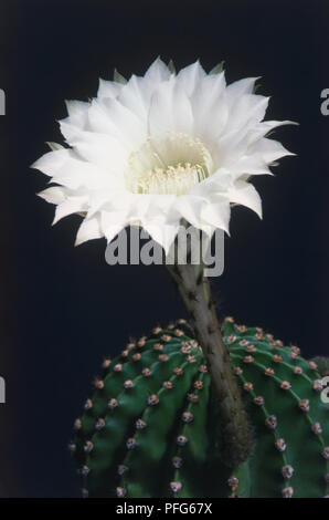 Echinopsis oxygona, grande fiore bianco con petali di punta su cactus Foto Stock