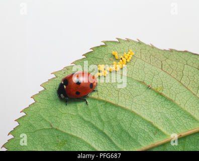 Sette-spotted Ladybird (Coccinella septempunctata) lasciando traccia di uova di colore giallo sulla foglia. Foto Stock