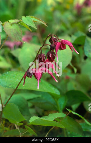 Epimedium grandiflorum 'Crimson bellezza' (Barrenwort), depressione fiori di colore rosa sul ramo, close-up Foto Stock