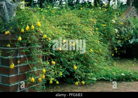 Dicentra scandens (spurgo cuore vitigno) con fiori di colore giallo e abbondanza di foglie verdi aumentano di oltre il muro del giardino Foto Stock