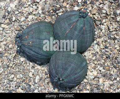 Euphorbia obesa (impianto di baseball), crescendo in ghiaia, close-up Foto Stock