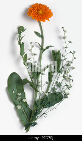 Orange tagete e piccoli fiori bianchi da Gypsophila Foto Stock