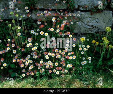 Bianco e rosa Erigeron karvinskianus (messicano daisy) crescente contro un muro del giardino Foto Stock