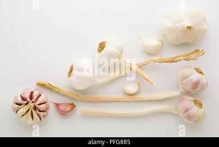 Allium sativum, aglio bianco sei teste d'aglio, quattro con gli stocchi lunghi, tre allentati i chiodi di garofano e grandi lampadina rosa, vista sopra. Foto Stock