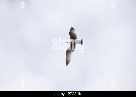 Un primo piano colpo di un gabbiano in volo Foto Stock