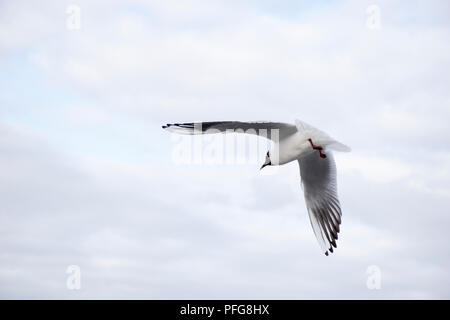 Un primo piano colpo di un gabbiano in volo Foto Stock