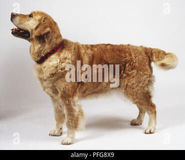 In piedi il Golden Retriever (canis familiaris) scodinzolante la sua coda e guardando in alto, vista laterale Foto Stock