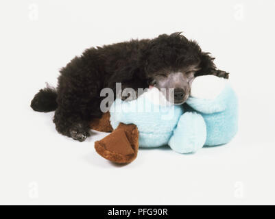 Barboncino nero cucciolo (canis familiaris) addormentato su un blu orsacchiotto Foto Stock