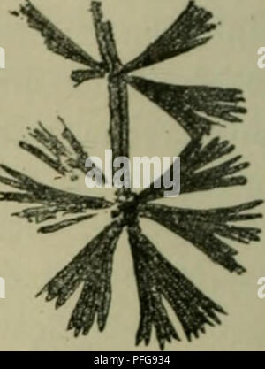 . Das Leben der Pflanze. Piante; piante; piante; Phytogeography. 2LBB. 42. SphenophyUum. a = Sph. speciosum auä Giossopteris ber-iVlora EftinblenS mit 93tattmofQif. b = Sph. cuneifolium au§ bcm europälfcf)en Äarbon. meift nad) bcr Xrci^al)! Gebaut unb bereu Slütter - luie bie burrf)gel)enben 9iiefeu ber ©tengelbünbcl erraten (äffen - fuperponicrt finb; über biefe ßigenfd)aft Tjatten n)ir m^ bei ber 23efprctf)ung ber ^Protofalamas ^ ^ riajeen näf)cr itnterricf)tet. 2}ie Xrci^al)! (Liingt mit ber Struftur bc^ (jcntralen) 2citbünbel§ essere§ Stengeln ^ufanunen, bcffen 3)rcitciligfeit unferc 5LBB. 60 Foto Stock