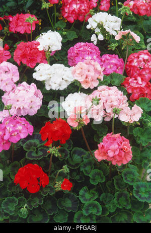 Pelargonium orizzonte serie, ombrella-come cluster di rosa, bianco e rosso dei fiori su alti steli e foglie variegata Foto Stock