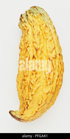 Theobroina cacao, Cocoa Tree, cacao berry. Foto Stock