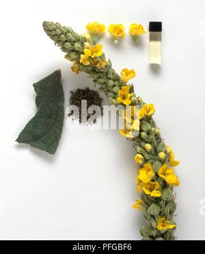 Molène thapsus (Mullein), fiori freschi di spike, infuso di olio in flacone, fiori secchi e foglie e foglie fresche Foto Stock