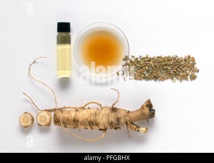 Foeniculum officinale (finocchio), radice, olio essenziale nel flacone, tintura in piastra petri, e sementi Foto Stock