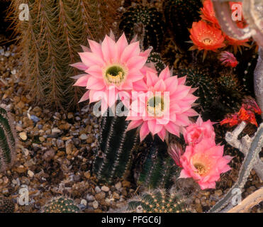 Fiori di colore rosa del cactus Echinopsis Foto Stock