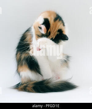 Un gatto la pulizia i suoi occhi Foto Stock