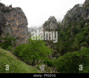 Alberi abbraccio e si aggrappano i ripidi pendii in Cares River Gorge, Picos de Europa, Spagna Foto Stock
