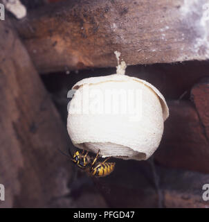 Regina vespa appeso a testa in giù dal nido Foto Stock