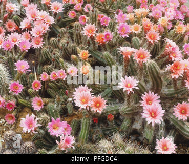 Echinocereus scheeri, cactus cilindrico con lunghi gambi spessi e punte di fiori di colore rosa Foto Stock