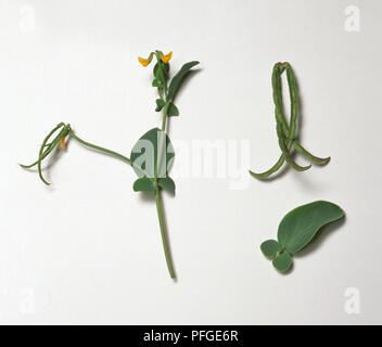 Coronilla scorpioides (Annuale Scorpion Vetch) con fiori di colore giallo, il verde delle foglie e baccelli sul gambo lungo Foto Stock