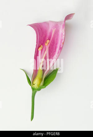 Digitalis purpurea (Foxglove), fiore testa con lo stigma e antere esposti, close-up Foto Stock