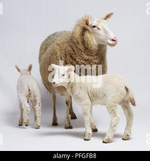 Due agnelli in piedi intorno a madre pecore (Ovis aries), uno rivolto lontano e l'altro cercando di lato Foto Stock