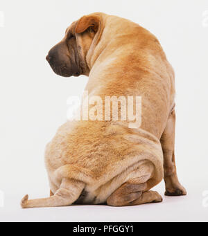 Shar Pei (Canis lupus familiaris) seduta, testa ruotata a lato, in vista posteriore Foto Stock