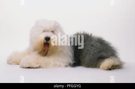 Old English Sheepdog (canis familiaris) sdraiato, testa rivolta verso la telecamera, vista laterale. Foto Stock