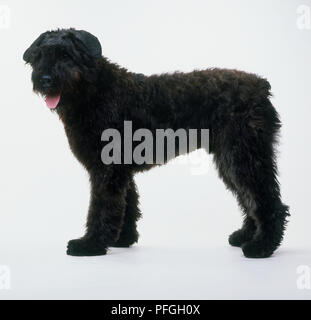 Bouvier des Flandres cane, vista laterale Foto Stock