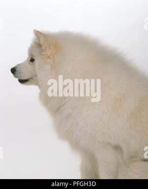 Samoiedo cane nel profilo Foto Stock