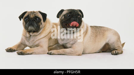 Due Pug cani (canis familiaris) sdraiato, vista laterale. Foto Stock