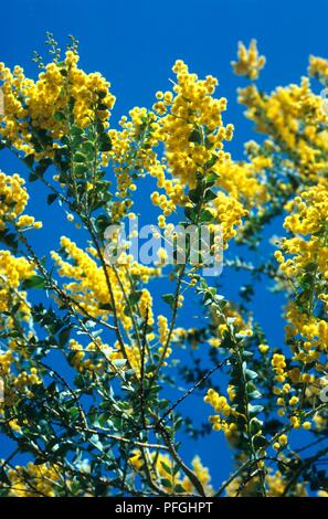 Acacia cultriformis (coltello-leaf graticcio), fiori di colore giallo e verde lascia impostare contro il cielo blu Foto Stock