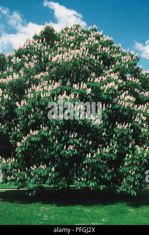 Aesculus indica, Indian Ippocastano o 'Sydney Pearce' albero in fiore. Foto Stock
