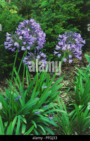 Agapanthus, gigante blu o africano giglio azzurro fiori. Foto Stock