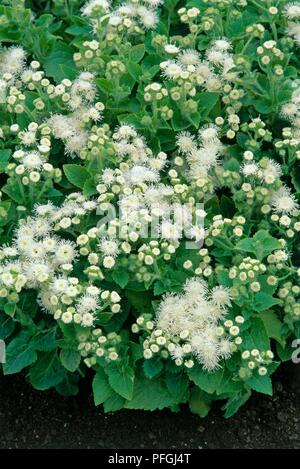 Ageratum houstonianum Hawaii serie 'Hawaii bianca", fiori bianchi, le gemme e le foglie verdi Foto Stock