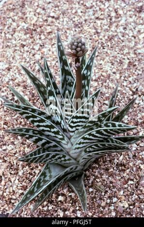 Aloe variegata (Pernice-breasted aloe) con immaturi di testa di fiori e foglie variegato, sulla ghiaia Foto Stock