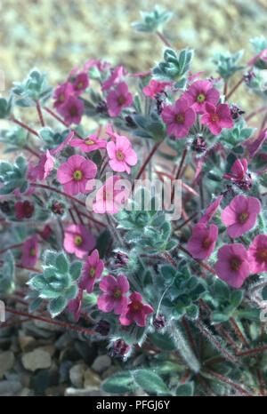 Androsace villosa var. jacquemontii (Rock Jasmine), fioritura perenne alpina, molla Foto Stock