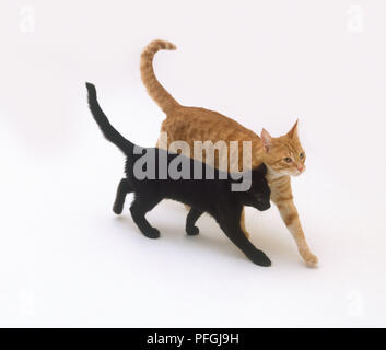 Gattino nero a piedi con i giovani lo zenzero tabby cat Foto Stock