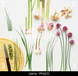 Allium sp., varietà di erba cipollina, aglio e cipolle Foto Stock