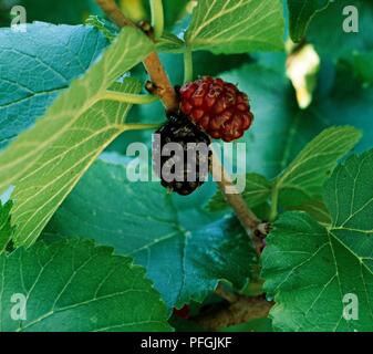 Due le bacche sulla boccola di gelso, close-up Foto Stock