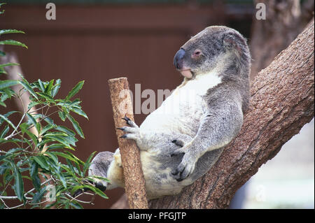 Australia, Sydney, Phascolarctos cinereus, famiglia Phascolarctidae, Koala rilassante in una struttura ad albero. Foto Stock