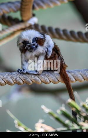 Scimmia tamarin con top in cotone seduta su corda Foto Stock