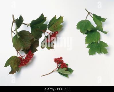 Viburnum opulus (Crampbark o viburno rose), rosse bacche e foglie Foto Stock