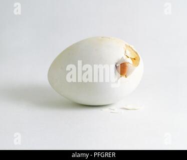 Aylesbury duck chick inserimenti trogolo shell Foto Stock