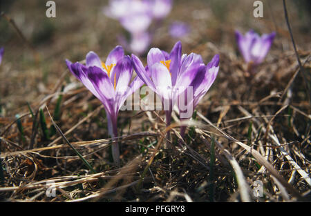 Polonia, Crocus (Crocus sativus) fiori, close-up. Foto Stock