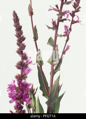 Purple Loosestrife (Lythrum salicaria), fiori viola, boccioli e foglie verdi su steli alti Foto Stock