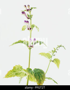 Zucchetto Virginia (Scutellaria lateriflora), piccolo blu scuro-fiori viola sul labbro superiore e viola pallido fiori sul labbro inferiore sul gambo quadrato con ovale, metà di foglie verdi con texture rugosa, close-up Foto Stock